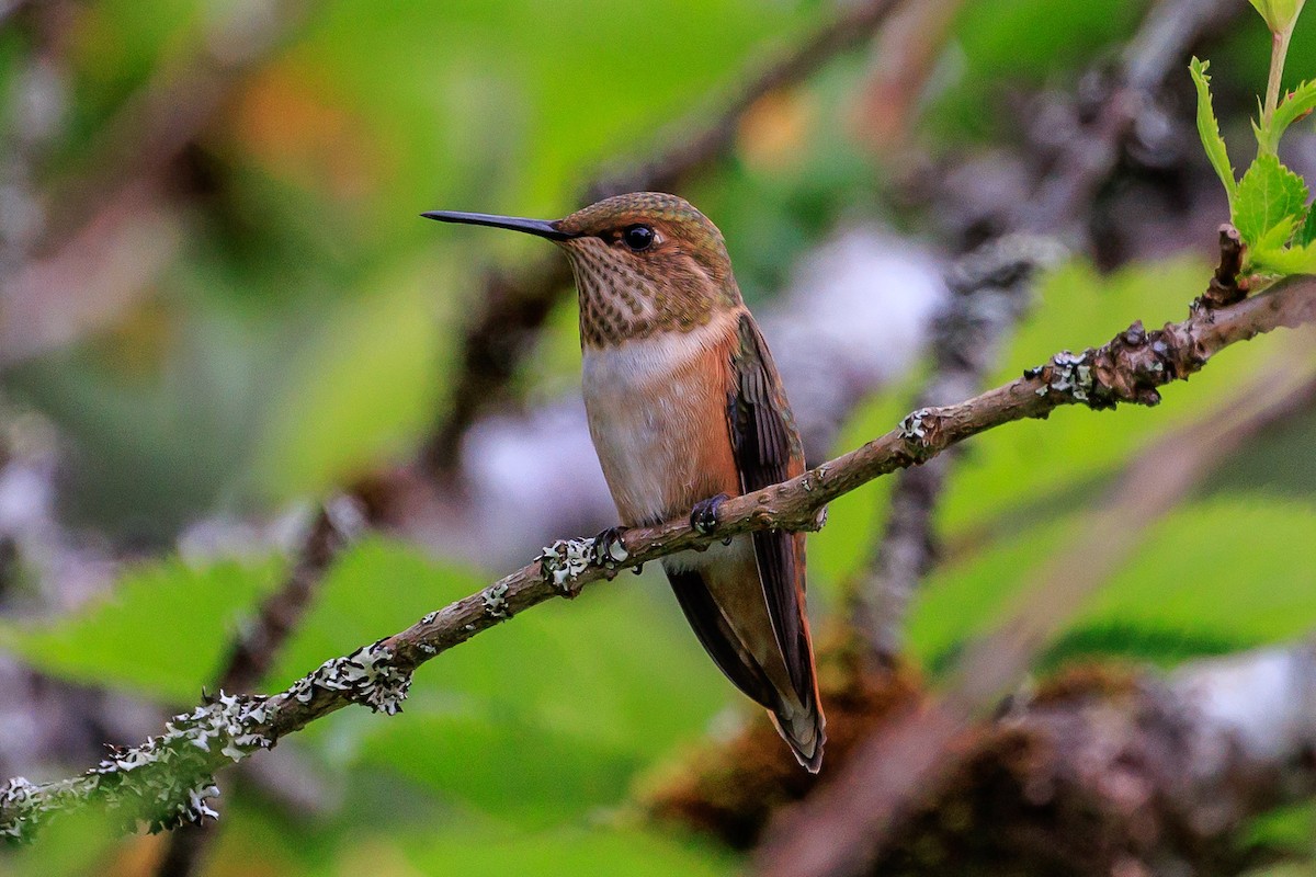 Rufous Hummingbird - ML620813613