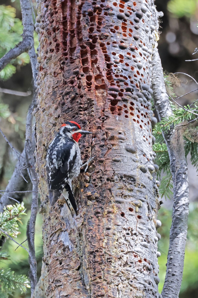 Red-naped Sapsucker - ML620813615