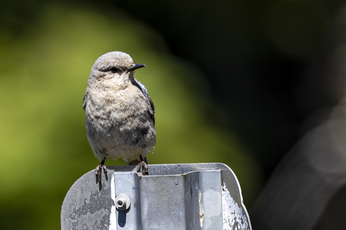 Mountain Bluebird - ML620813617