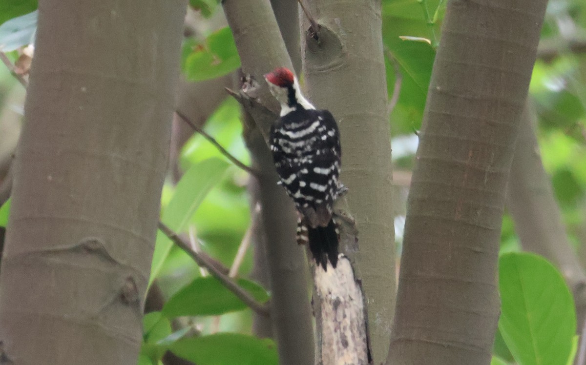 Fulvous-breasted Woodpecker - ML620813620