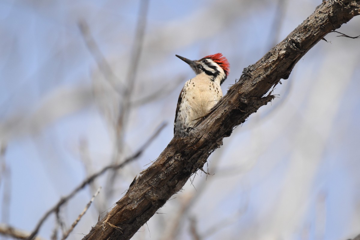 Ladder-backed Woodpecker - ML620813622