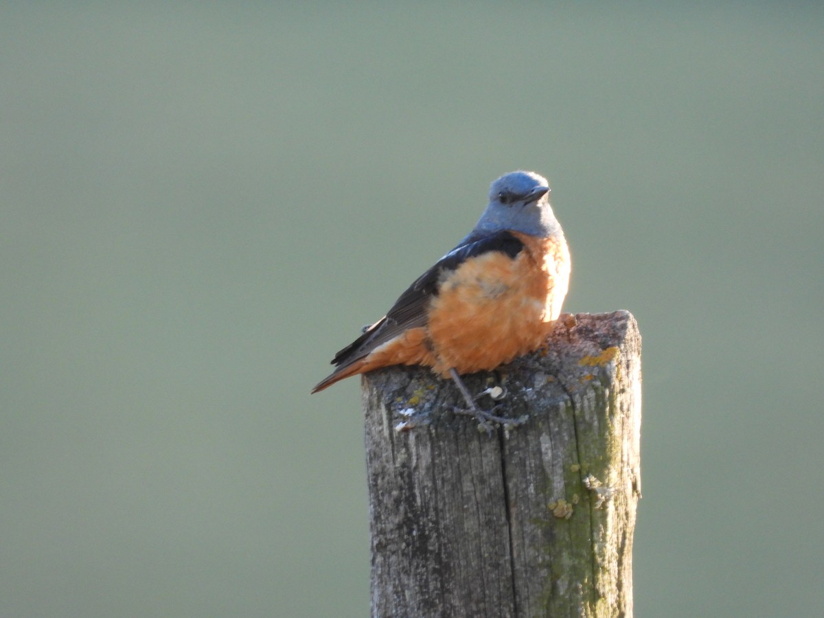 Rufous-tailed Rock-Thrush - ML620813623