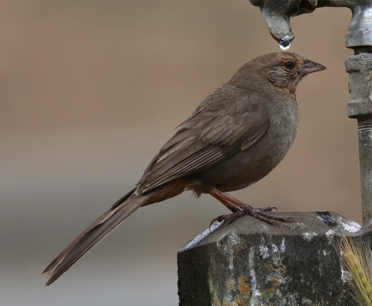 California Towhee - ML620813625