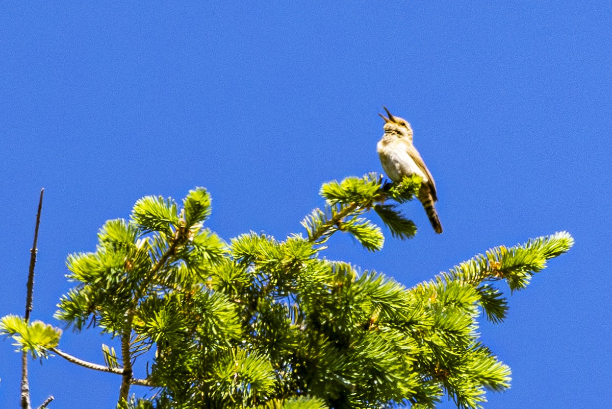 Rock Wren - ML620813626