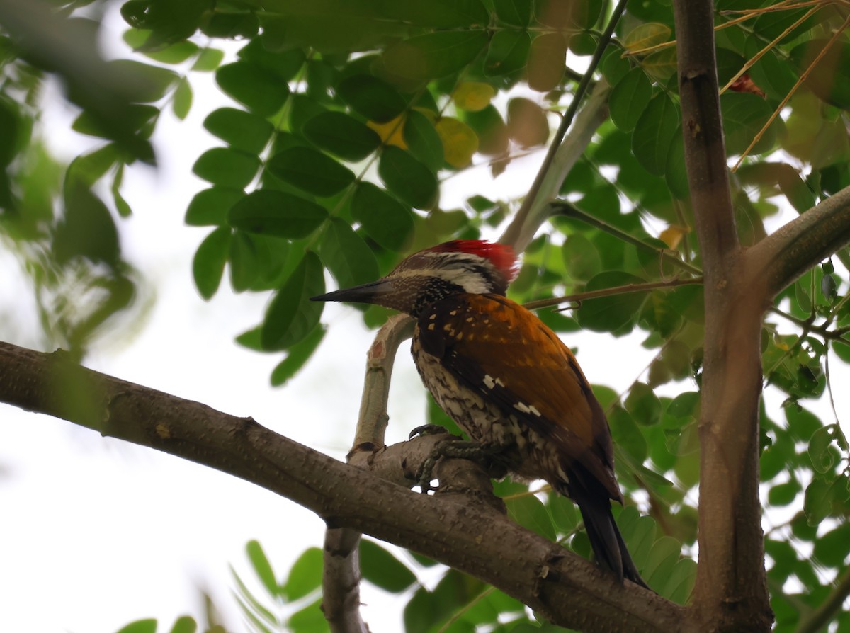 Black-rumped Flameback - ML620813627