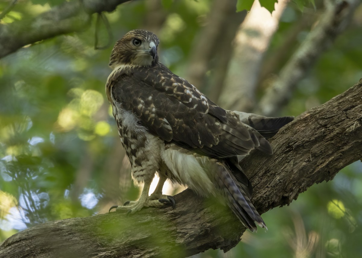 Red-tailed Hawk - ML620813629