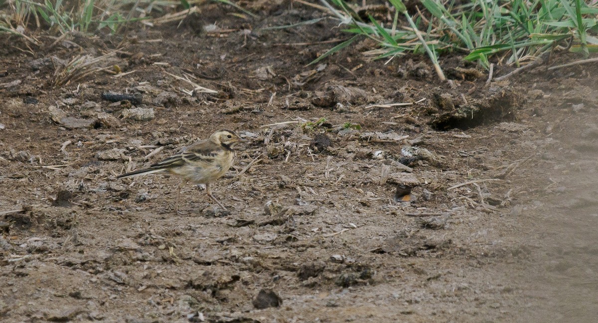 Citrine Wagtail - ML620813630