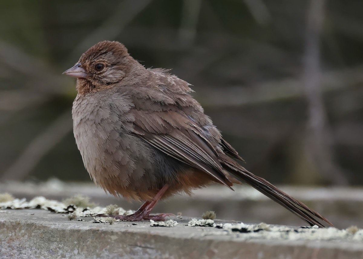 California Towhee - ML620813631