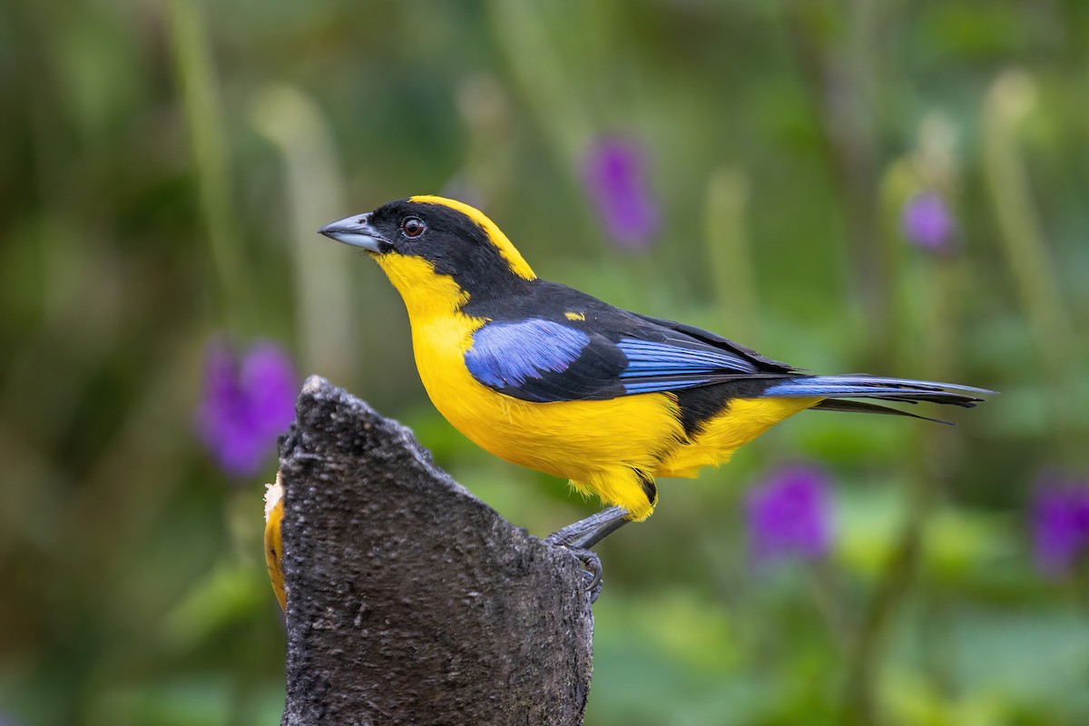 Blue-winged Mountain Tanager - ML620813633