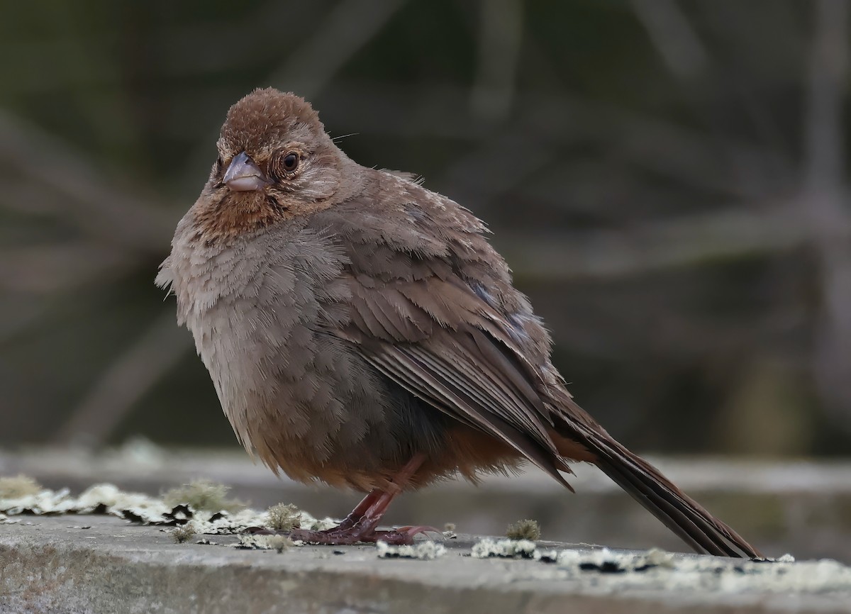 California Towhee - ML620813634