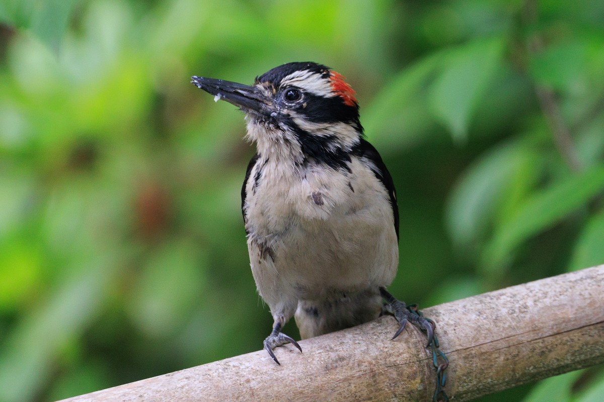 Hairy Woodpecker - ML620813637