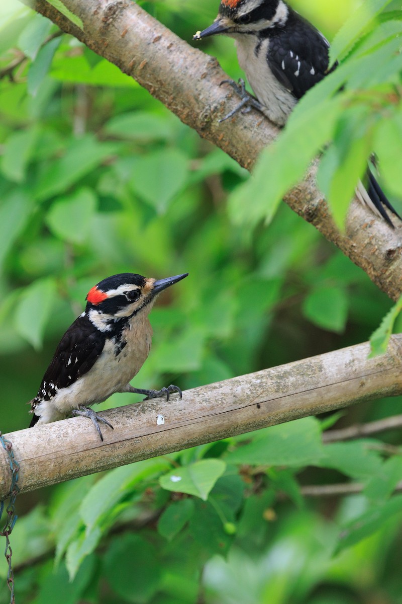 Hairy Woodpecker - ML620813638