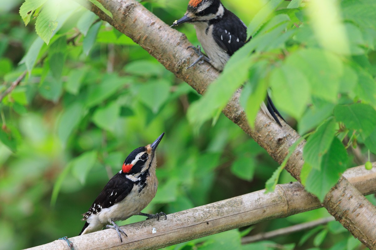 Hairy Woodpecker - Denise Turley