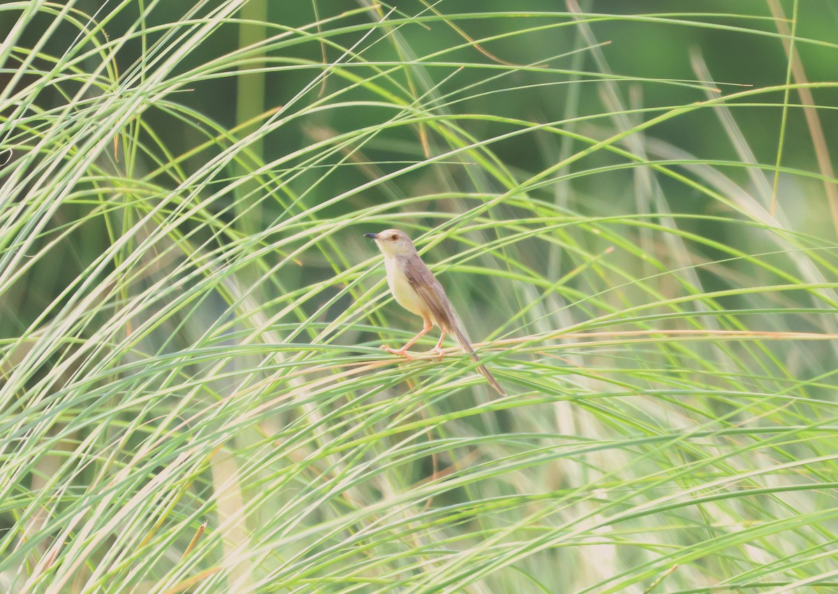 Plain Prinia - ML620813641