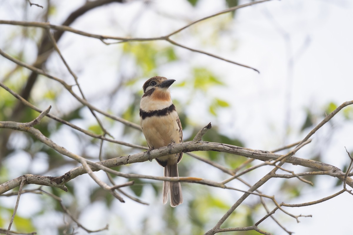 Russet-throated Puffbird - ML620813642