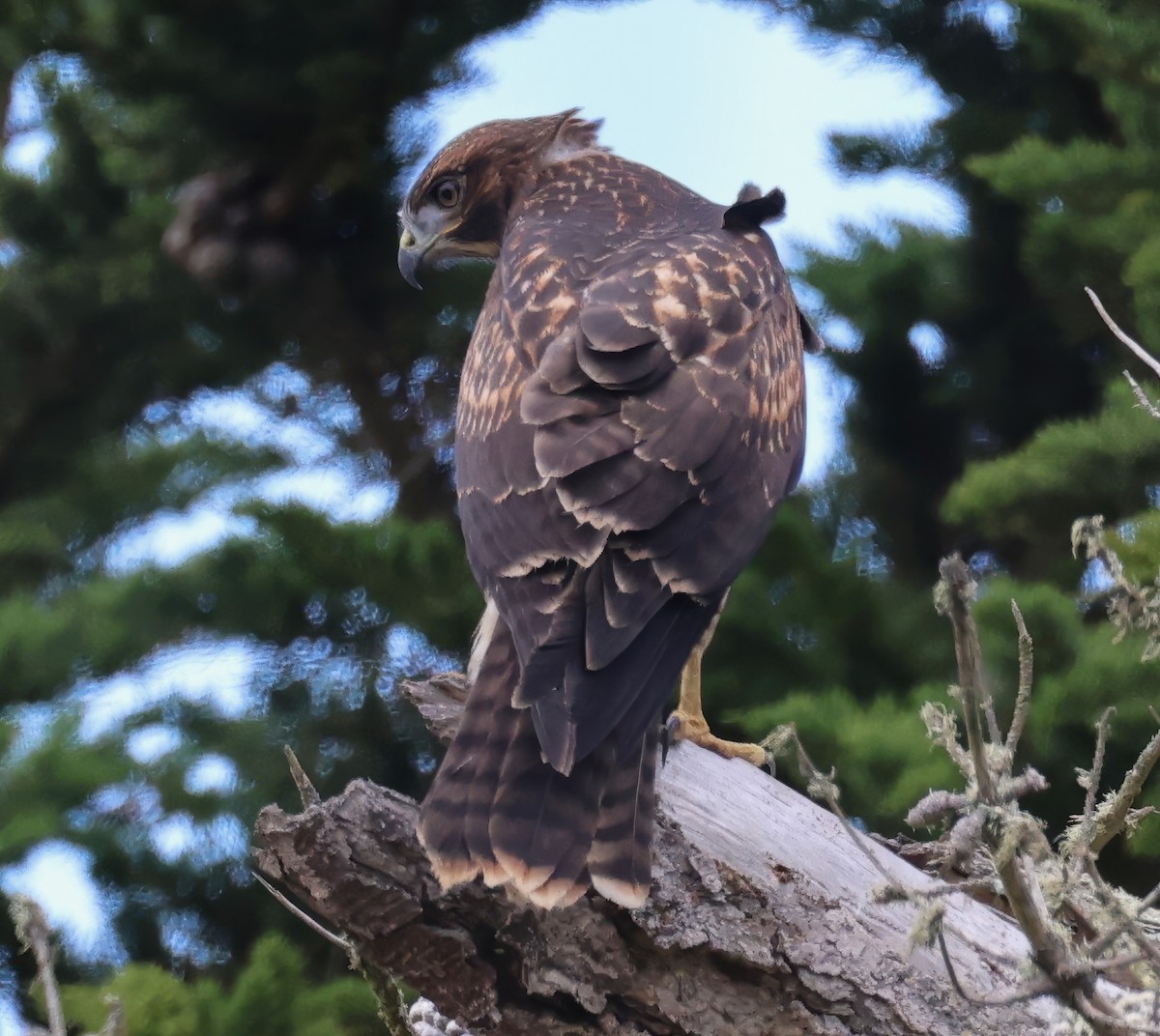 Red-tailed Hawk - ML620813643