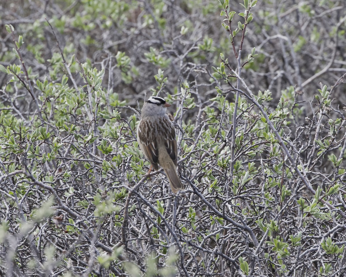 White-crowned Sparrow - ML620813645