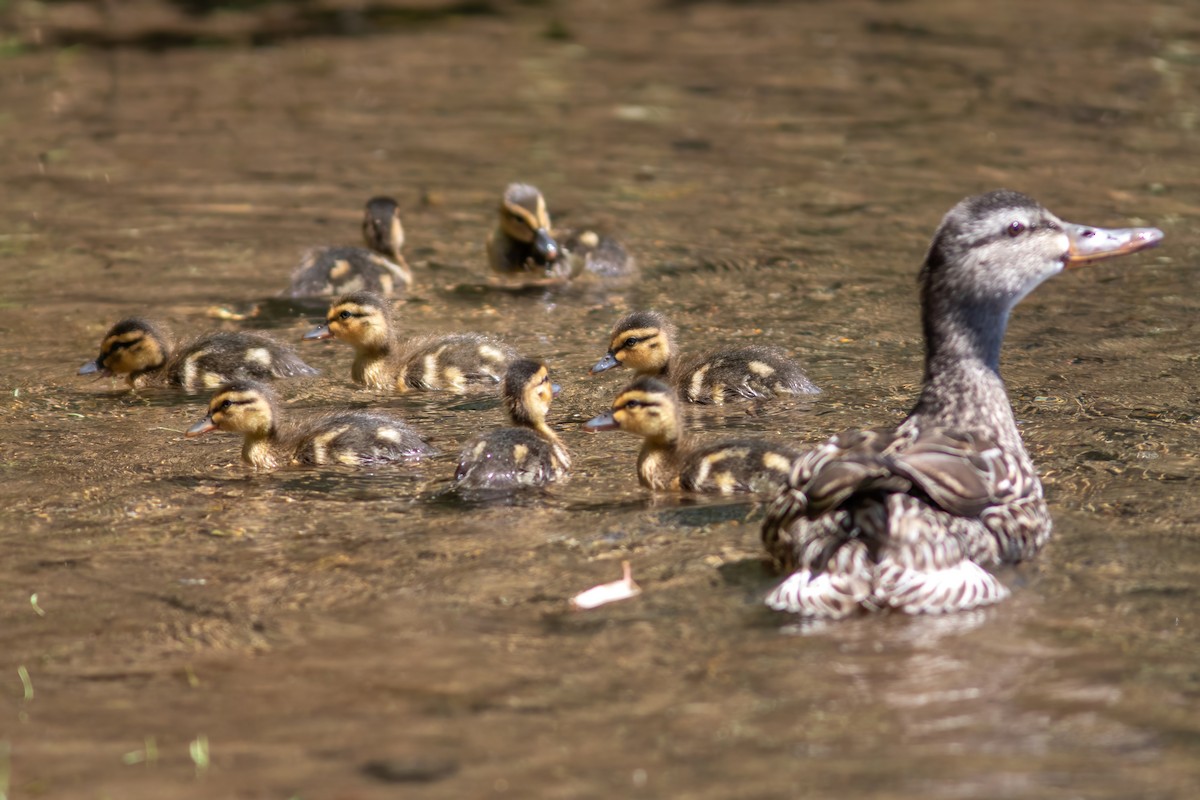 Canard colvert - ML620813648