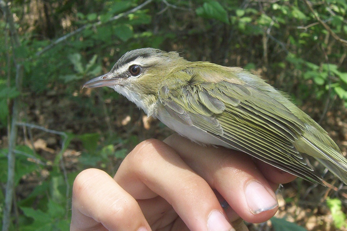 Red-eyed Vireo - ML620813652