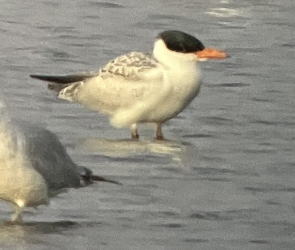 Caspian Tern - ML620813655