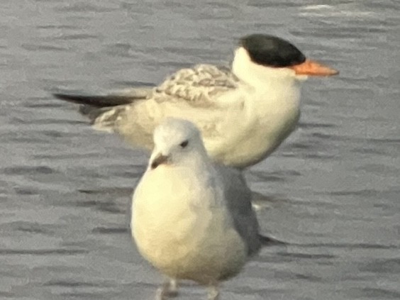 Caspian Tern - ML620813656