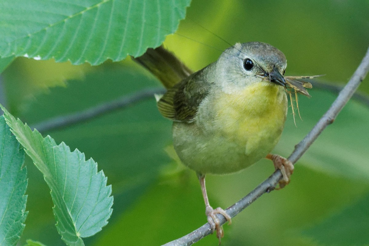 Common Yellowthroat - ML620813659