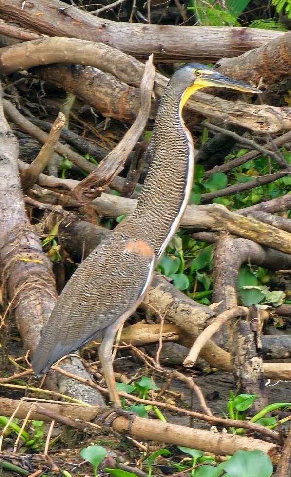 Bare-throated Tiger-Heron - ML620813660