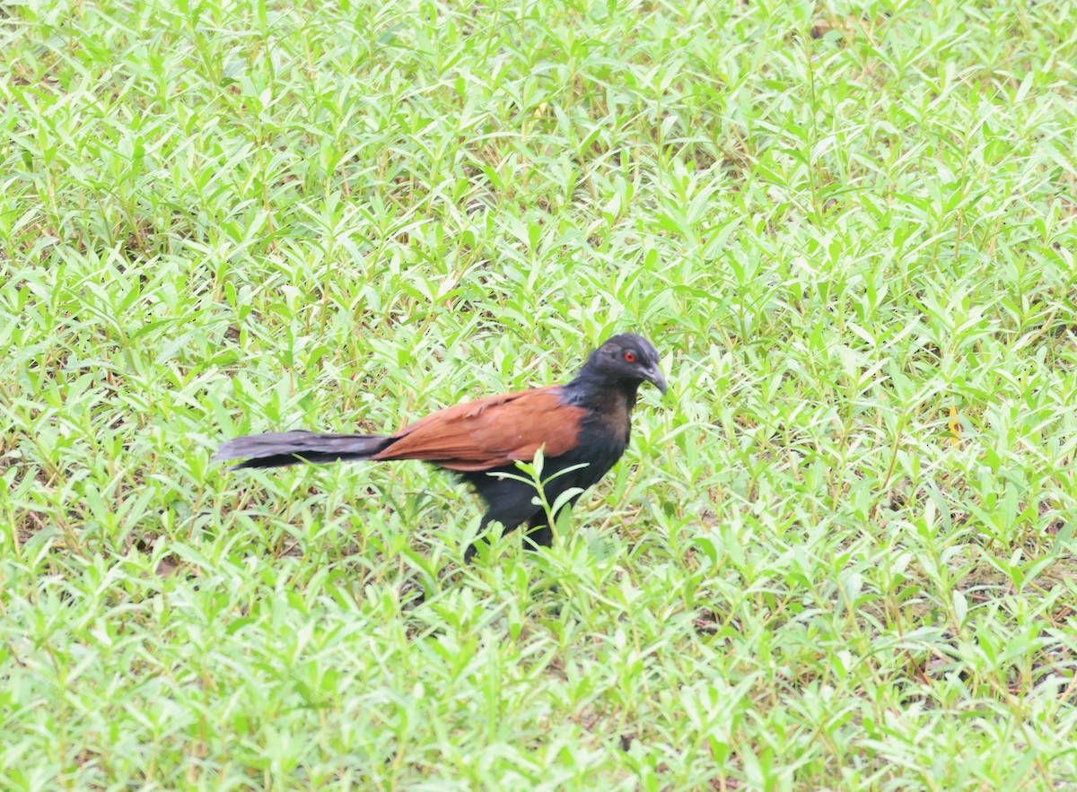 Greater Coucal - ML620813661