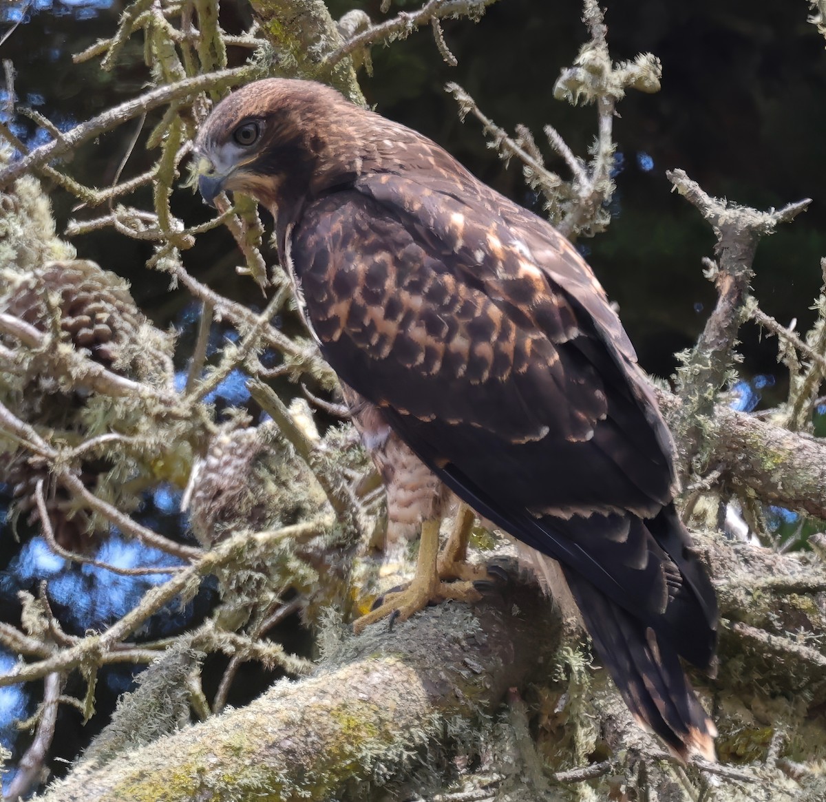 Red-tailed Hawk - ML620813675