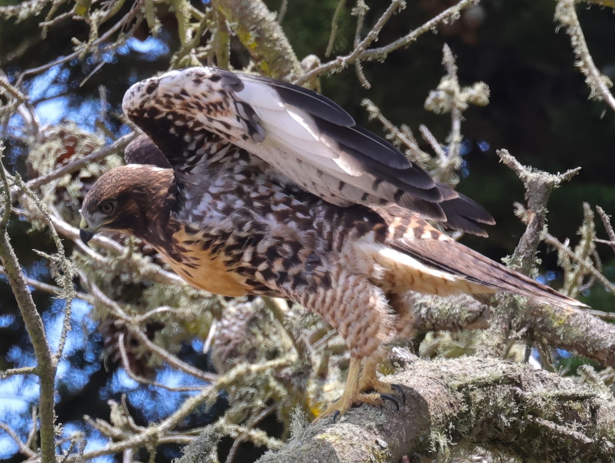 Red-tailed Hawk - ML620813682