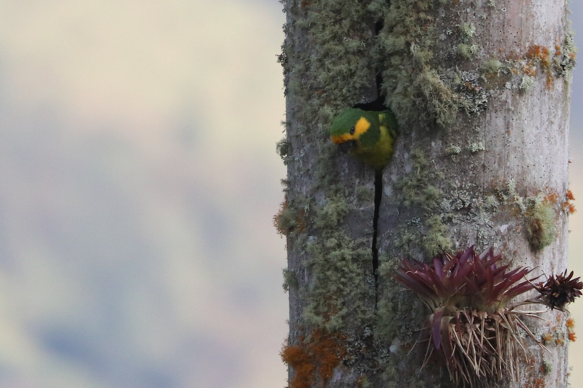 Yellow-eared Parrot - ML620813684