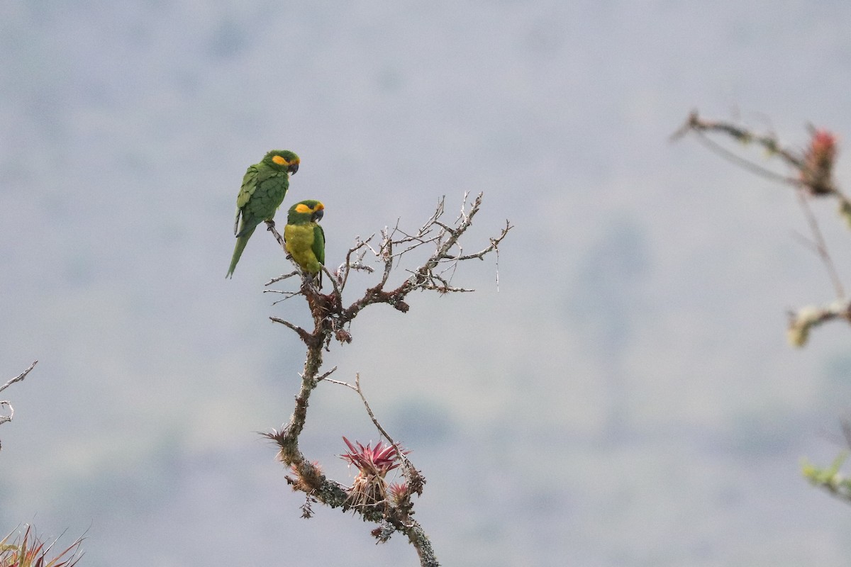 Yellow-eared Parrot - ML620813685
