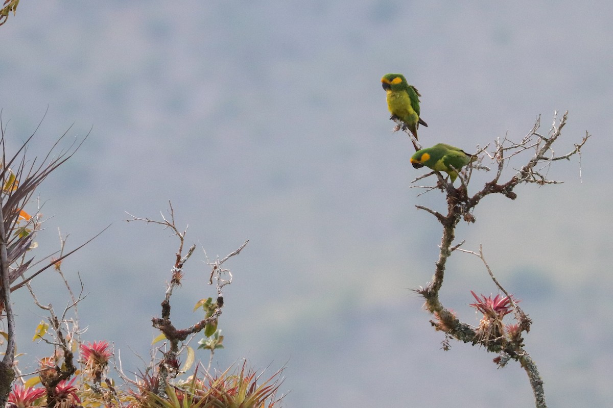 Yellow-eared Parrot - ML620813686