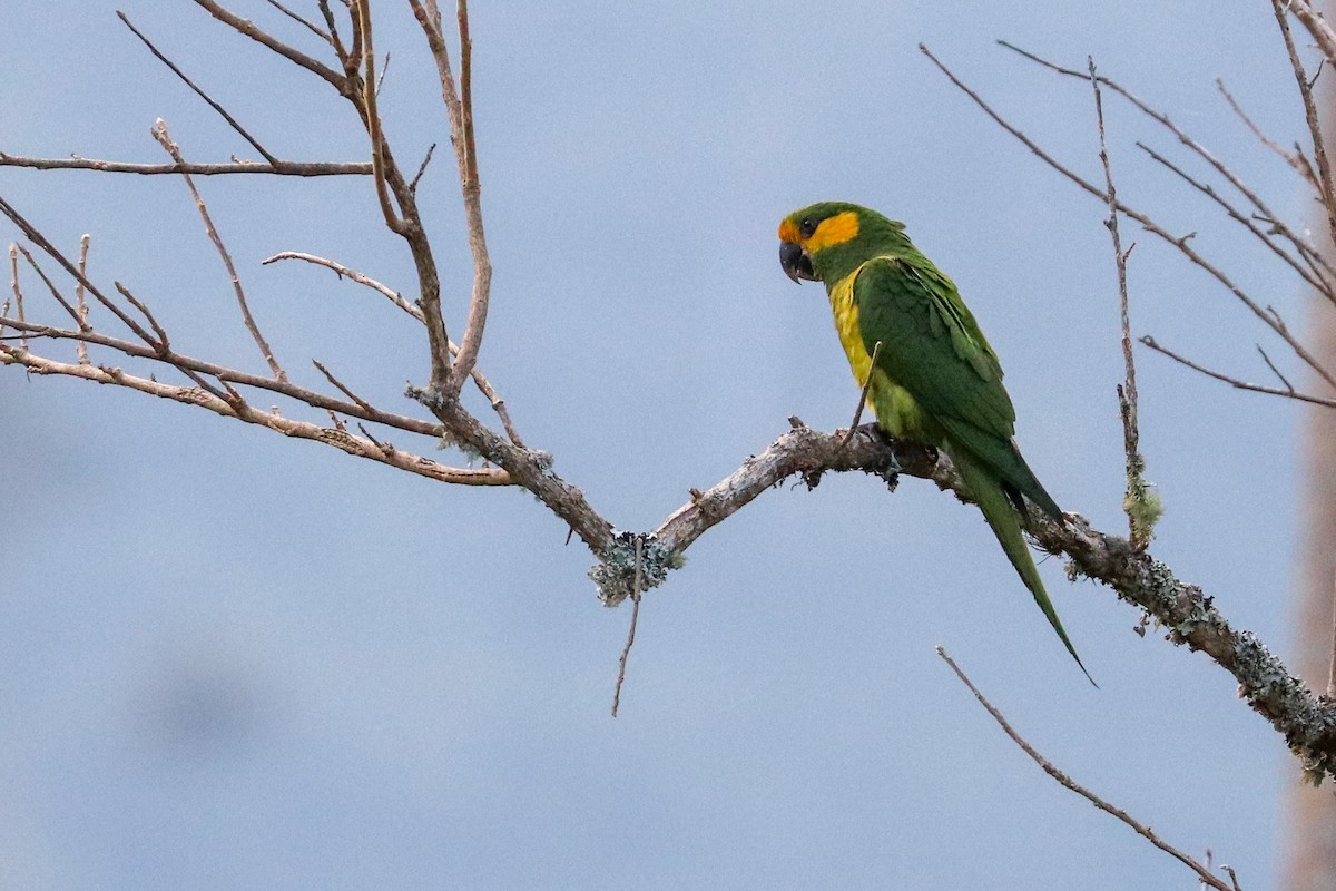 Yellow-eared Parrot - ML620813687