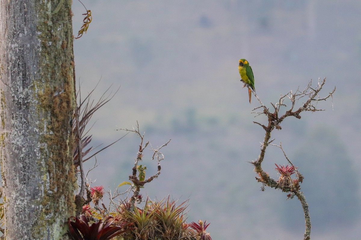 Yellow-eared Parrot - ML620813688
