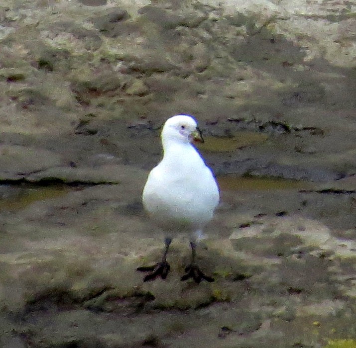 Snowy Sheathbill - ML620813704