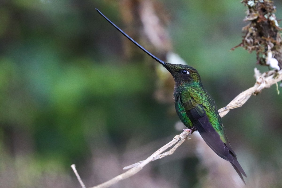 Sword-billed Hummingbird - ML620813708