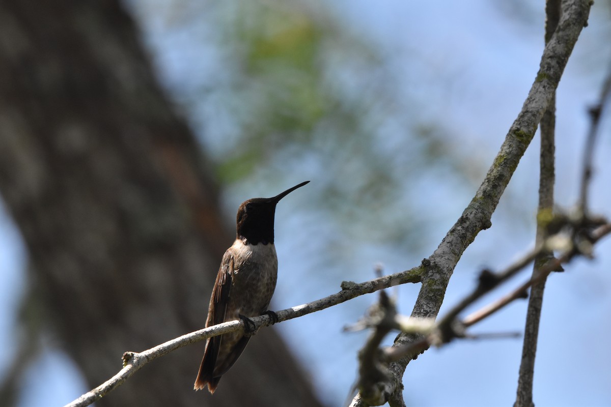 Black-chinned Hummingbird - ML620813710