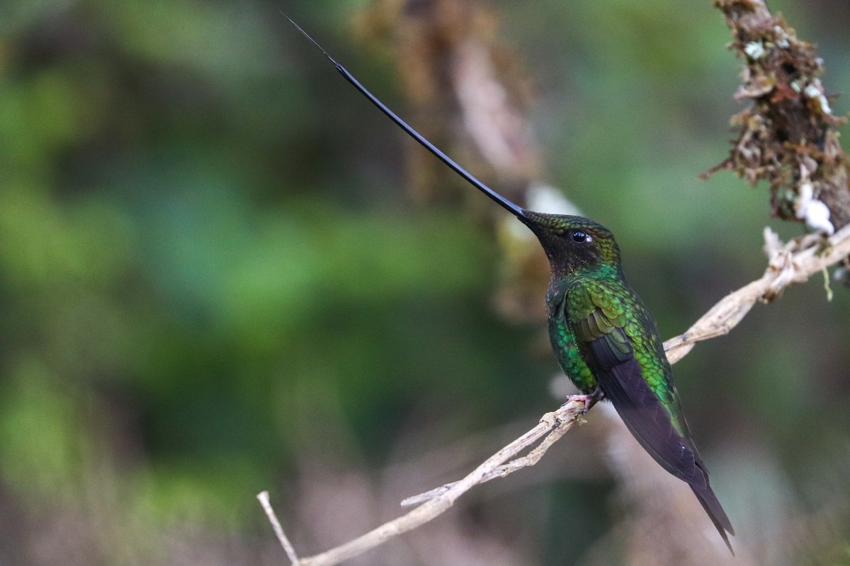 Sword-billed Hummingbird - ML620813711