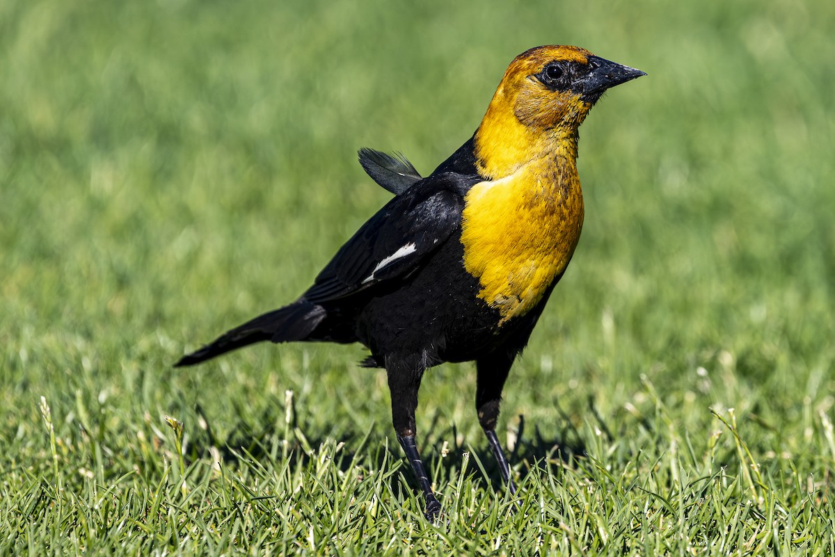 Yellow-headed Blackbird - ML620813712