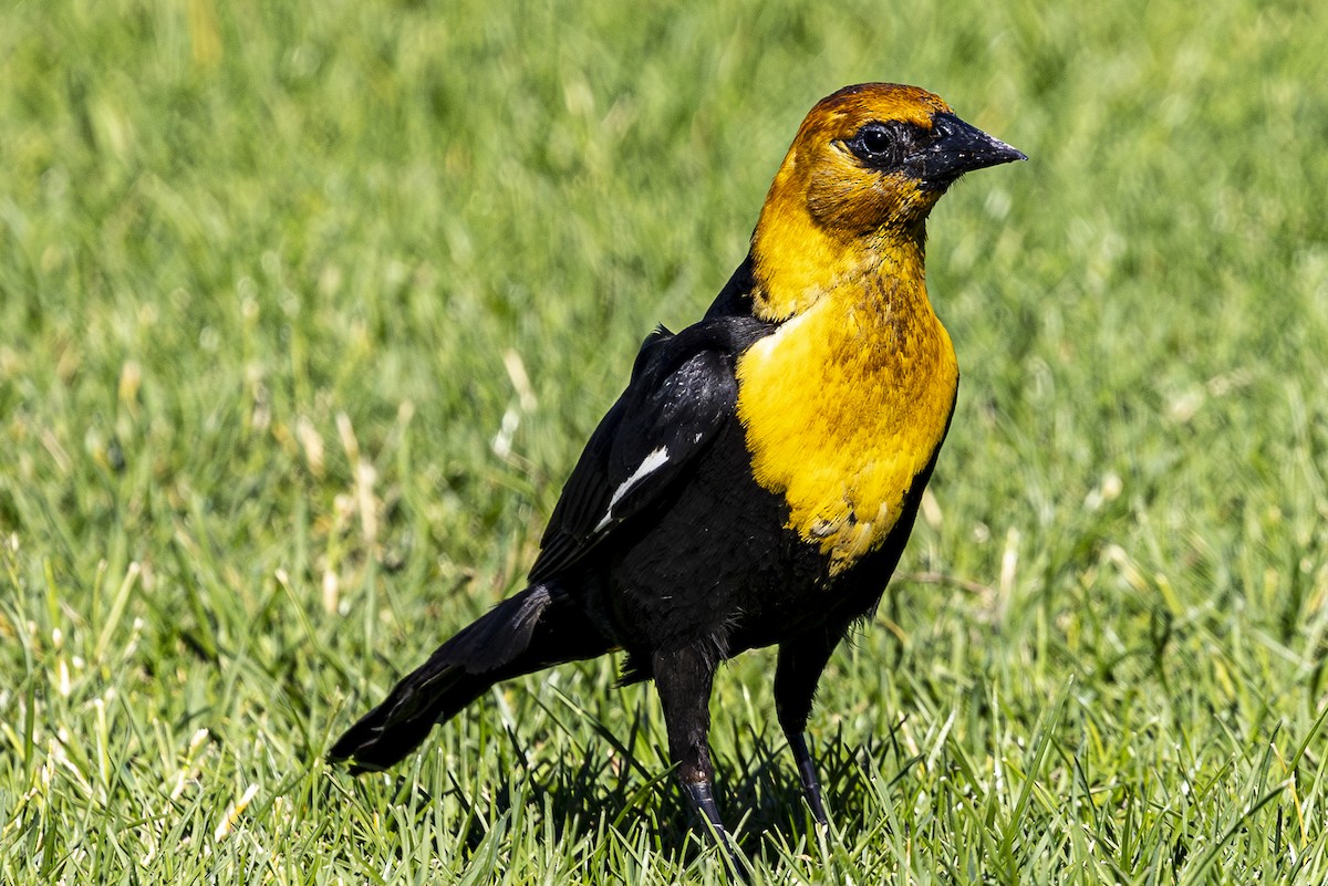 Yellow-headed Blackbird - ML620813713