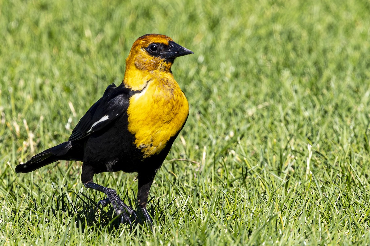 Yellow-headed Blackbird - ML620813714