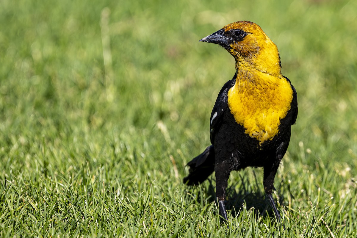Yellow-headed Blackbird - ML620813717