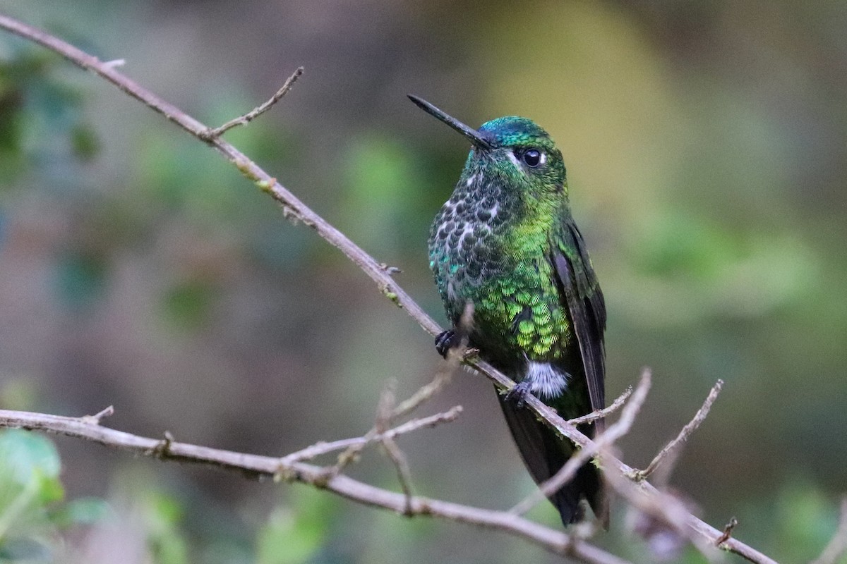 Black-thighed Puffleg - ML620813721