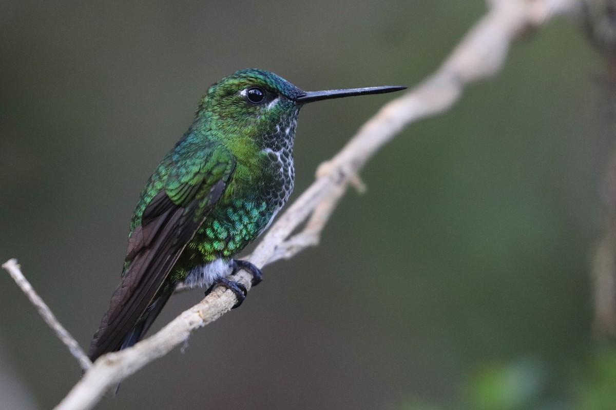 Black-thighed Puffleg - ML620813722