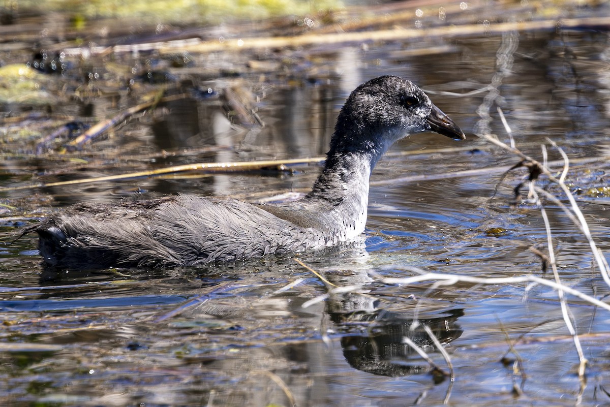 American Coot - ML620813723