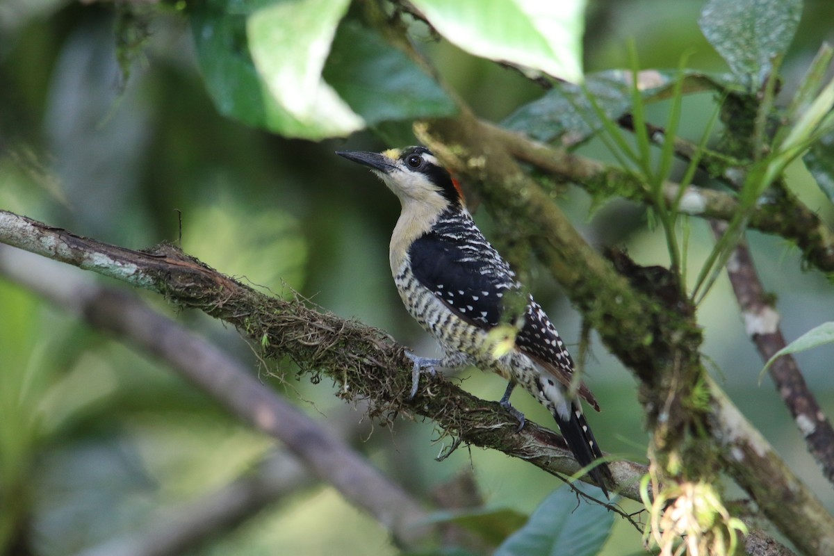 Black-cheeked Woodpecker - ML620813724