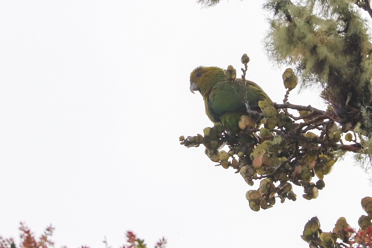 Indigo-winged Parrot - ML620813727