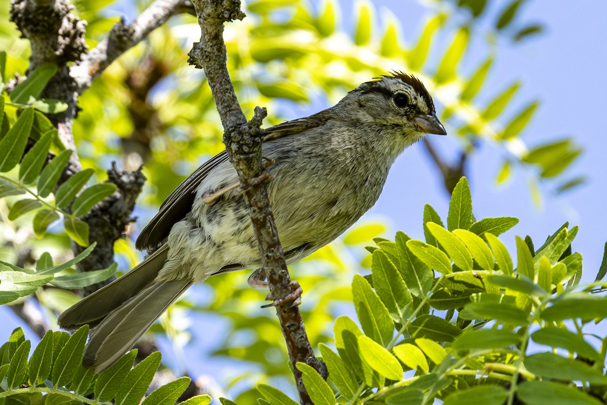 Chipping Sparrow - ML620813729