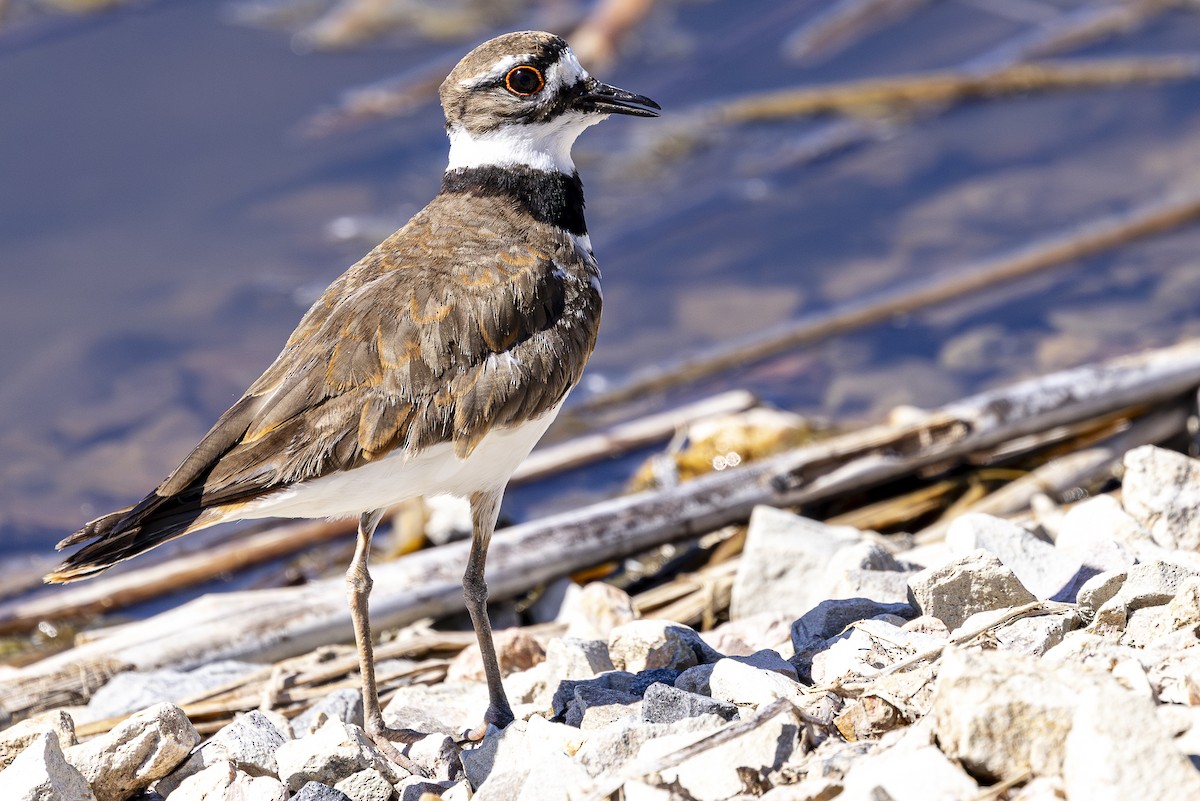 Killdeer - ML620813731